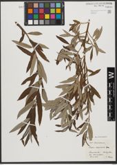 Foto von Salix stipularis Sm.